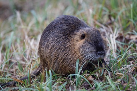 Nutria, Myocastor coypus, coypu