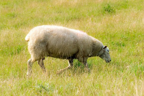 Young sheep on a dyke top with green grass in front of a blue sky
