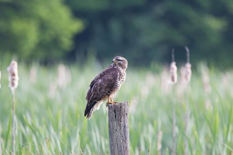 Buzzard, Buteo buteo, Common Buzzard