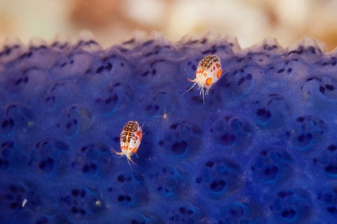 Amphipods, Cyproidea sp., Komodo National Park, Indonesia, Asia