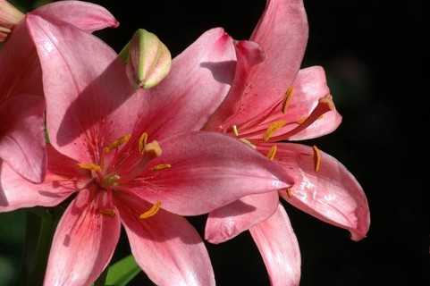 Pink Asiatic Lilies, Royal Love, Hemerocallis flava
