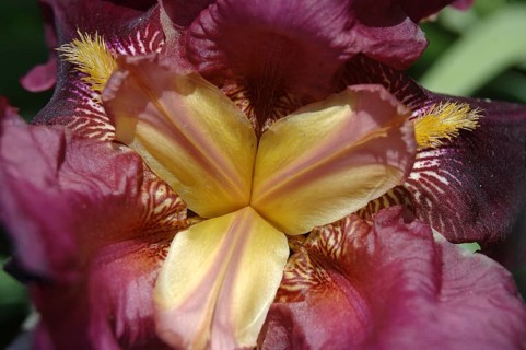 Centre of purple and yellow iris