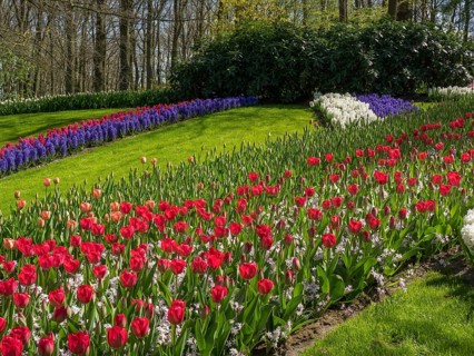 A flower bed with red tulips and blue hyacinths on a green meadow near a forest, Amsterdam, the