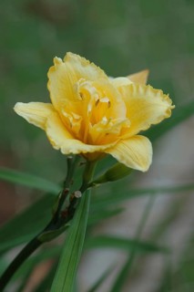 Single yellow lily in garden setting