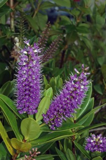 Purple flowers of Hebe speciosa