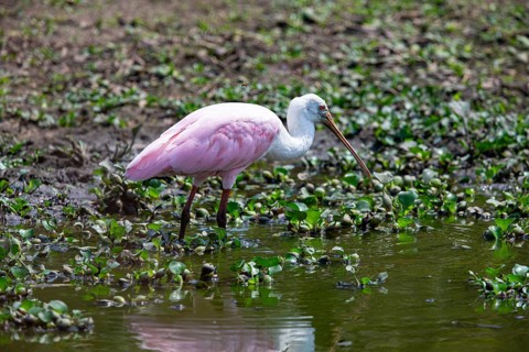 Roseate spoonbill (Ajaia ajaja) Pantanal Brazil