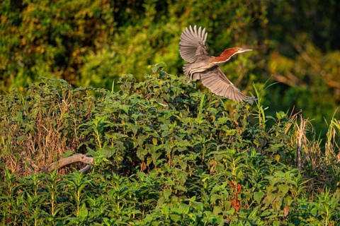 Rufescent tiger heron (Tigrisoma lineatum) Pantanal Brazil