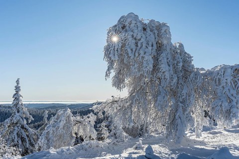 Icy tree sculptures on the Hornisgrinde