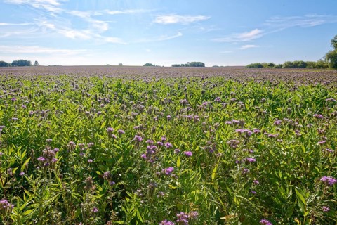 Field meadow with phacelia (bee pasture, bee friend, tufted beauty or tufted flower) in the midday