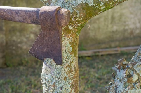 Ax felled tree with lichens close up