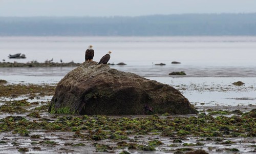 Two bald eagles perched on a rock on the coast of Vancouver Island, Canada, North America