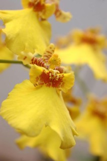 Cluster of yellow Oncidium (Dancing Lady) orchids