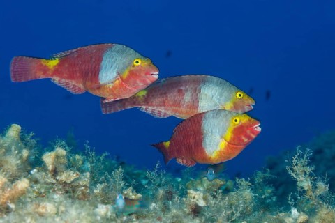 Sea parrot female, Sparisoma cretense, island Vis, Mediterranean Sea, Croatia, Europe