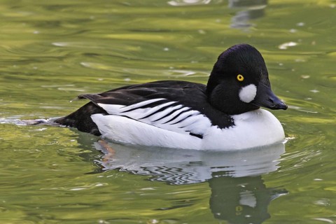 Common Goldeneye, male, Bucephala clangula, Common Goldeneye, male