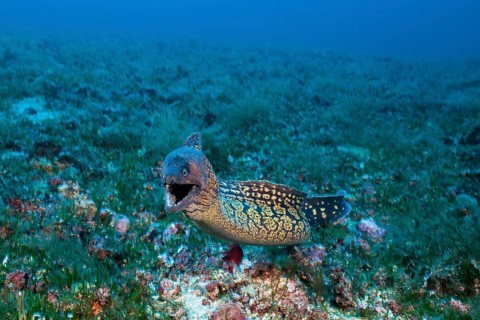 Mediterranean moray eel, Muraena helena, Vis Island, Mediterranean Sea, Croatia, Europe