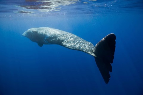 Sperm whale, Physeter catodon, Lesser Antilles, Caribbean, Dominica, Central America
