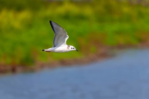Nature scene from lake Michigan