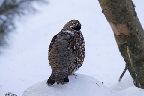 Hazel grouse, male, Tetrastes bonasia, Syn. Bonasa bonasia, hazel grouse, male