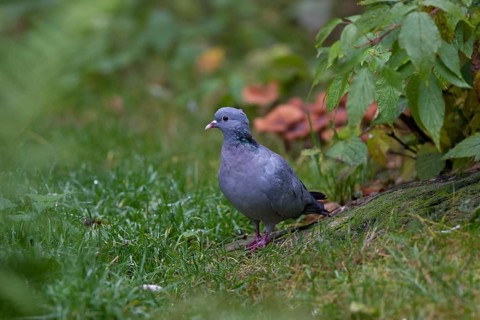 Stock Dove, Columba oenas, Stock Dove