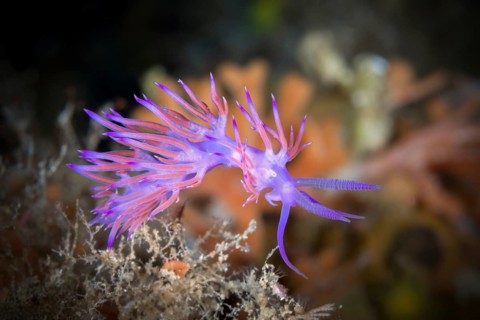 Purple thread snail, Flabellina affinis, Vis Island, Mediterranean Sea, Croatia, Europe