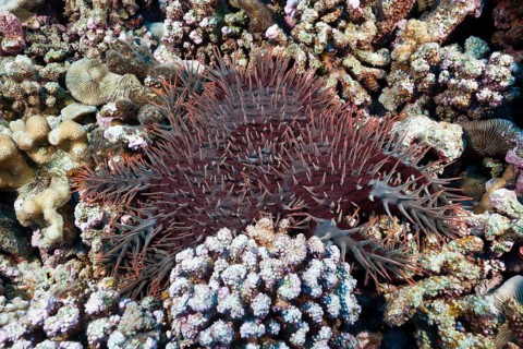 Crown-of-thorns starfish damaging reef, Acanthaster placi, Ahe Atoll, Tuamotu Archipelago, French