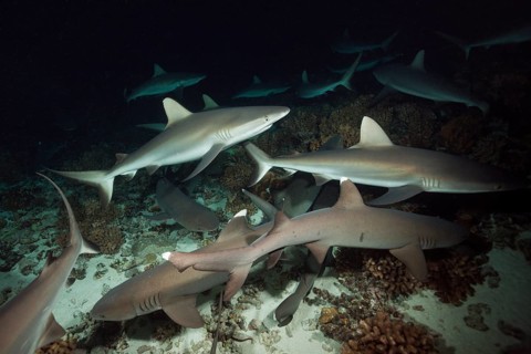 Grey reef sharks hunting at night, Carcharhinus amblyrhynchos, Fakarava, Tuamotu Archipelago,