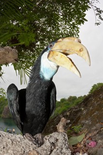 Papuan Hornbill, Rhyticeros plicatus, Tufi, Oro Province, Papua New Guinea, Oceania