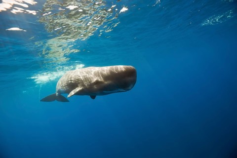 Sperm whale, Physeter catodon, Lesser Antilles, Caribbean, Dominica, Central America