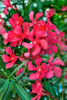 Red oleander (Nerium oleander) Allgäu, Bavaria, Germany, Europe