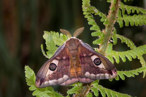 Small emperor moth, male, Saturnia pavonia, small emperor moth, male
