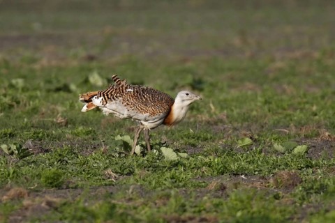 Great bustard, Otis tarda, great bustard
