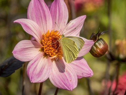 Butterfly and bee on a pink flower, dense close-up shows fine details and colours, Bad Lippspringe,