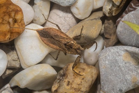 Water bug, Nepomorpha