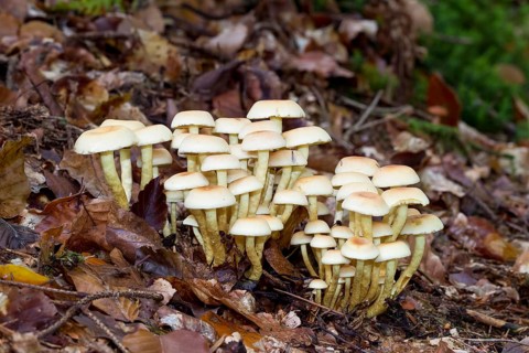 Sulphur head, Hypholoma