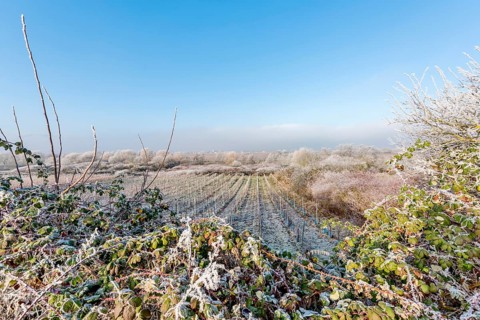 Icy field of vines framed by trees and bushes in front of a blue sky with text space