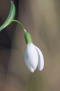 Close-up of common snowdrops (Galanthus nivalis)