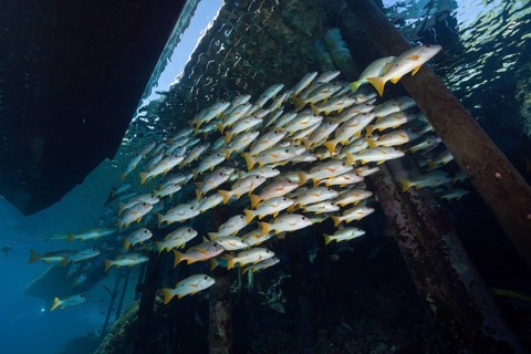 Shoal of one-spotted snappers under jetty, Lutjanus monostigma, Fakarava, Tuamotu Archipelago,