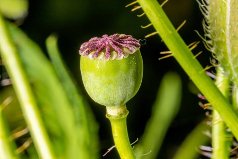 Green poppy seed capsule full of seeds