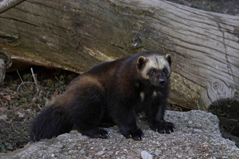 Wolverine, Gulo gulo, wolverine