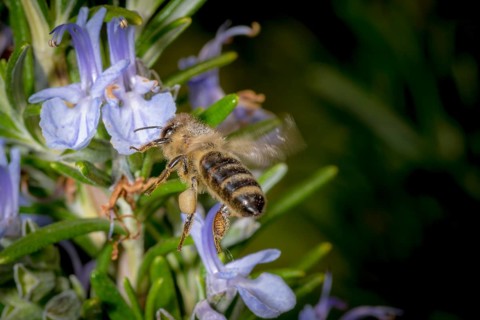 Honey bee flying towards a rosemary flower in spring, in front of a blurred background