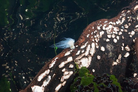 Anemone in mangroves, Entacmaea medusivora, Jellyfish Sea, Micronesia, Palau, Oceania