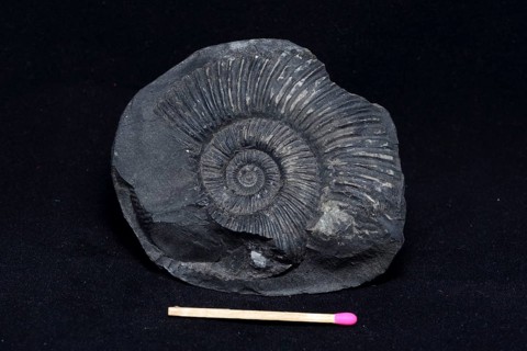 An ammonite fossil on black background