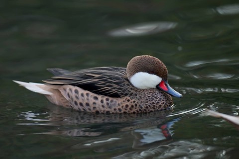 Bahamaente, Weibchen, Anas bahamensis, white-cheeked pintail, female
