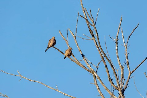 The mourning dove (Zenaida macroura) also known as the American mourning dove, the rain dove, and