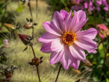 Pale pink flower with bright centre, surrounded by grasses and summer flowers, Bad Lippspringe,