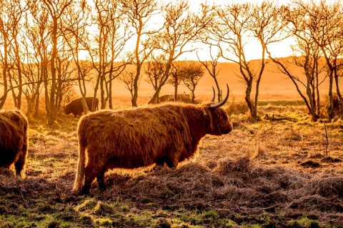 Den Helder, the Netherlands. January 2022. A grazing herd of highlanders at sunset in Mariendal,
