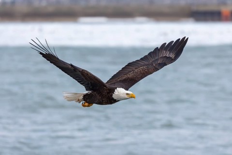 Natural scene from shore of lake Michigan