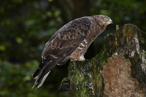 Honey buzzard, Pernis apivorus, European honey buzzard