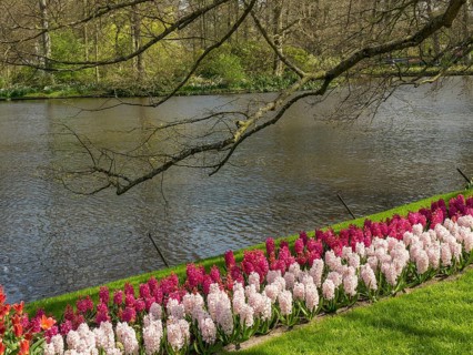 Purple and white hyacinths along a tranquil pond in an idyllic spring landscape, Amsterdam, the