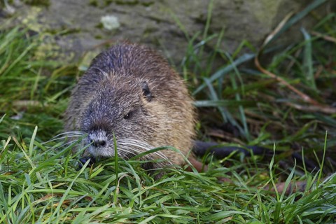 Nutria, Myocastor coypus, coypu